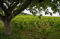 Vineyards between Meursault and Volnay IMGP1823
